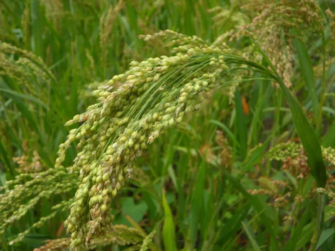 Millets For Weight Loss