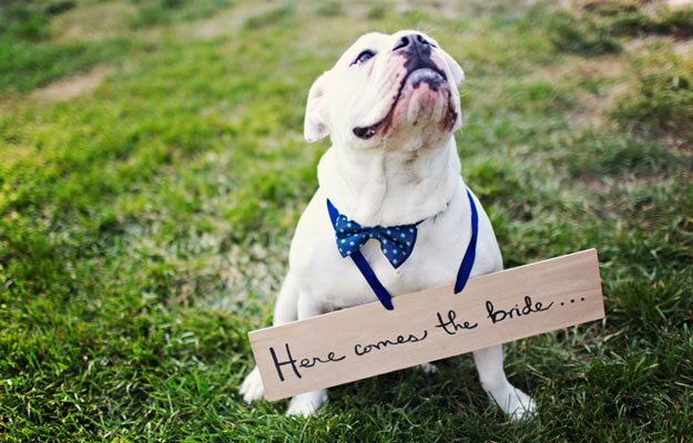 9 Cool And Creative Ways To Include Your Pets In Your Wedding