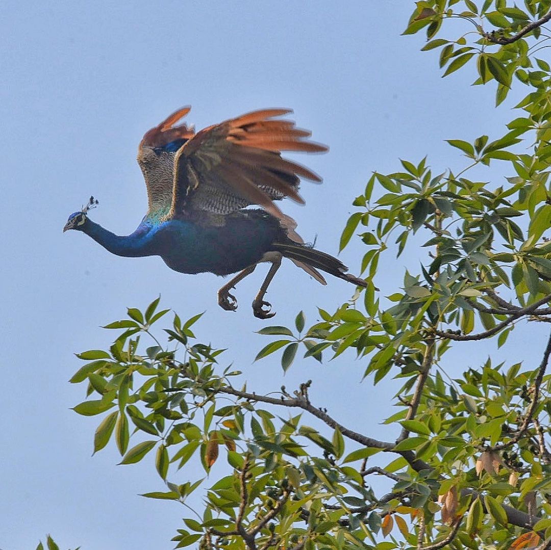 Peacock