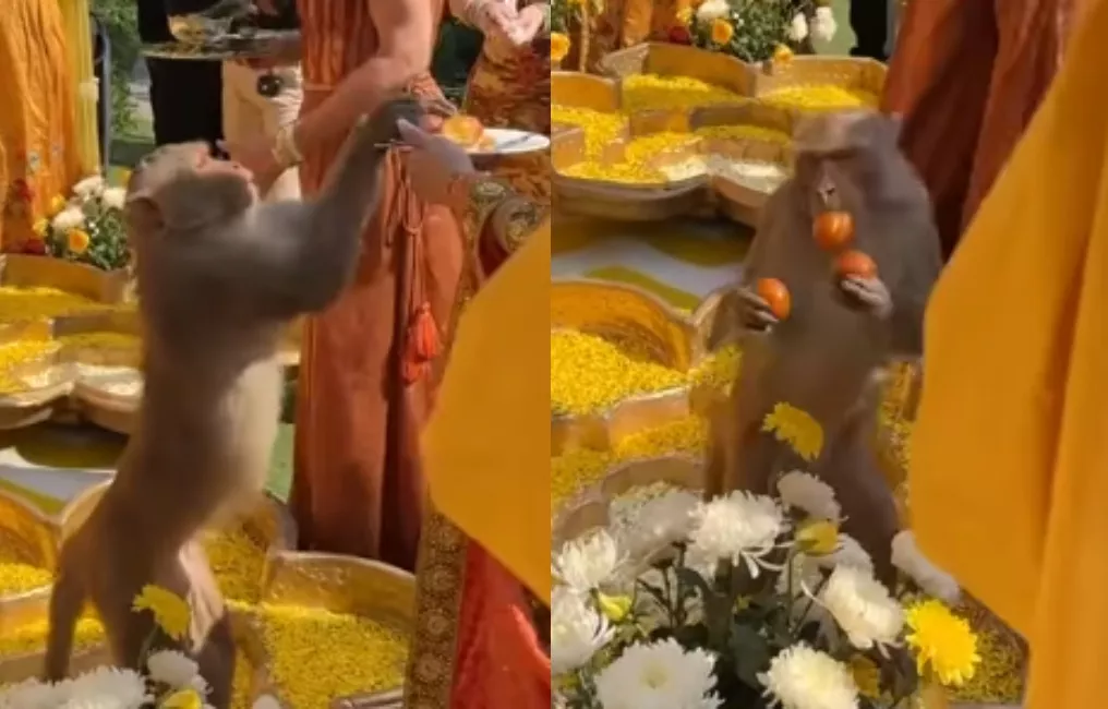 monkey sneaks fruits